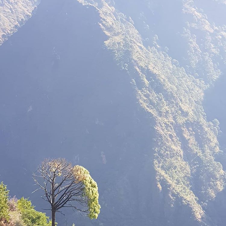 A picture of a lonely tree in front of a mountain range, with half of its leaves shedded and the other half still hanging on.